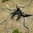 Bug Holes gallery image